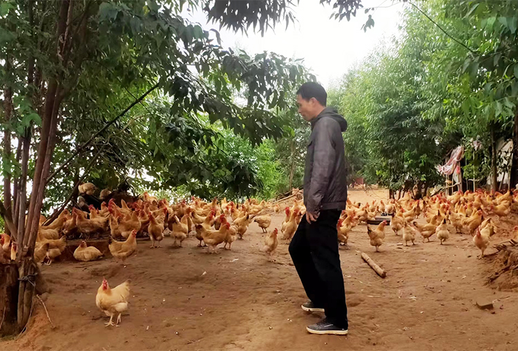 和平镇双垌村：发展林下养鸡,助农致富
