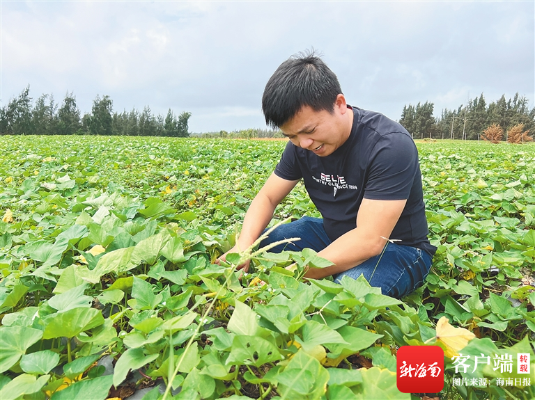 报告这样说，我们这样做丨文昌铺前镇林梧村：引种板栗地瓜 推进产业振兴